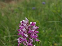 Orchis militaris 39, Soldaatje, Saxifraga-Dirk Hilbers