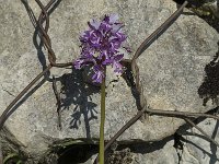 Orchis militaris 4, Soldaatje, Saxifraga-Jan van der Straaten