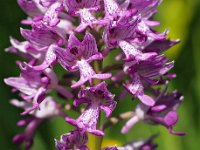 Orchis militaris 42, Soldaatje, Saxifraga-Hans Dekker