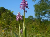 Orchis militaris 45, Soldaatje, Saxifraga-Ed Stikvoort