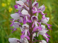 Orchis militaris 46, Soldaatje, Saxifraga-Ed Stikvoort