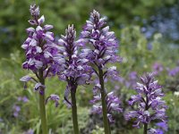 Orchis militaris 53, Soldaatje, Saxifraga-Willem van Kruijsbergen