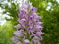 Orchis militaris 56, Soldaatje, Saxifraga-Ed Stikvoort