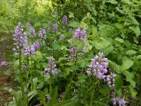 Orchis militaris 60, Soldaatje, Saxifraga-Ed Stikvoort