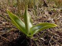 Orchis militaris 61, Soldaatje, Saxifraga-Ed Stikvoort