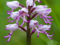 Orchis militaris 63, Soldaatje, Saxifraga-Hans Dekker