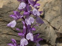 Orchis olbiensis 10, Saxifraga-Willem van Kruijsbergen