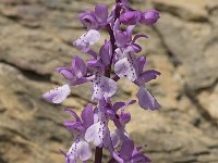 Orchis olbiensis 11, Saxifraga-Jan van der Straaten