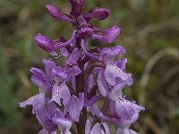 Orchis olbiensis 13, Saxifraga-Willem van Kruijsbergen