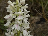 Orchis olbiensis 15, Saxifraga-Willem van Kruijsbergen