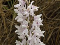 Orchis olbiensis 16, Saxifraga-Willem van Kruijsbergen