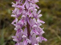 Orchis olbiensis 18, Saxifraga-Willem van Kruijsbergen