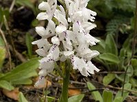 Orchis olbiensis 19, Saxifraga-Willem van Kruijsbergen