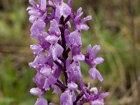 Orchis olbiensis 21, Saxifraga-Willem van Kruijsbergen