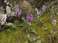 Orchis olbiensis 22, Saxifraga-Willem van Kruijsbergen