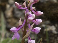 Orchis olbiensis 25, Saxifraga-Jan van der Straaten