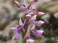 Orchis olbiensis 26, Saxifraga-Jan van der Straaten