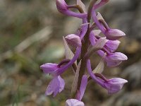 Orchis olbiensis 27, Saxifraga-Jan van der Straaten