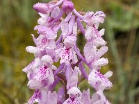 Orchis olbiensis 30, Saxifraga-Jan van der Straaten