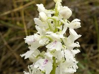 Orchis olbiensis 31, Saxifraga-Jan van der Straaten