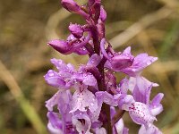 Orchis olbiensis 33, Saxifraga-Jan van der Straaten