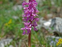 Orchis olbiensis 37, Saxifraga-Willem van Kruijsbergen