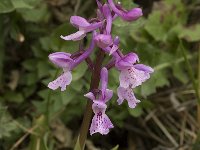 Orchis olbiensis 41, Saxifraga-Willem van Kruijsbergen