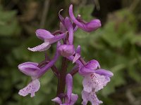 Orchis olbiensis 42, Saxifraga-Willem van Kruijsbergen