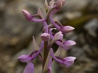 Orchis olbiensis 47, Saxifraga-Willem van Kruijsbergen