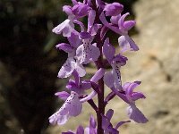 Orchis olbiensis 5, Saxifraga-Jan van der Straaten