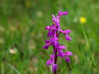 Orchis olbiensis 51, Saxifraga-Hans Dekker