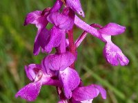 Orchis olbiensis 53, Saxifraga-Hans Dekker