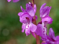 Orchis olbiensis 55, Saxifraga-Hans Dekker