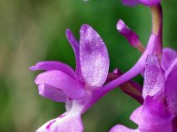 Orchis olbiensis 56, Saxifraga-Hans Dekker