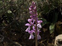 Orchis olbiensis 6, Saxifraga-Jan van der Straaten