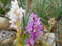 Orchis olbiensis 64, Saxifraga-Ed Stikvoort