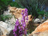 Orchis olbiensis 68, Saxifraga-Ed Stikvoort