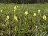 Orchis pallens 12, Saxifraga-Marijke Verhagen