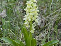 Orchis pallens 13, Saxifraga-Willem van Kruijsbergen