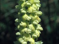 Orchis pallens 14, Saxifraga-Jan van der Straaten