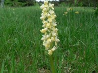 Orchis pallens 16, Saxifraga-Jan Willem Jongepier