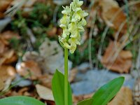 Orchis pallens 2, Saxifraga-Willem van Kruijsbergen