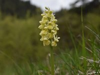 Orchis pallens 21, Saxifraga-Luuk Vermeer