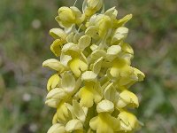 Orchis pallens 24, Saxifraga-Harry Jans