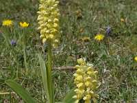 Orchis pallens 25, Saxifraga-Harry Jans