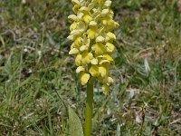 Orchis pallens 26, Saxifraga-Harry Jans