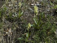 Orchis pallens 3, Saxifraga-Jan van der Straaten