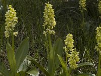 Orchis pallens 4, Saxifraga-Marijke Verhagen