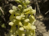 Orchis pallens 8, Saxifraga-Marijke Verhagen