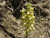 Orchis pallens 9, Saxifraga-Marijke Verhagen